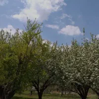 فروش تعدادی زمین درجبالبارز بنستان(کرگاز)