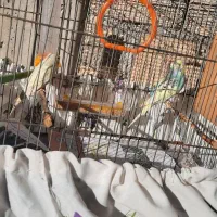 مرغ عشق بالغ جوان رنگ کمیاب