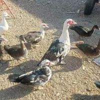 فروشی|حیوانات مزرعه|بانش, |دیوار