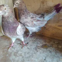 چهار عدد کفتر سرور