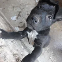 فروش پیتبول نرو ماده اصیل وارداتی|سگ|قائم‌شهر, |دیوار