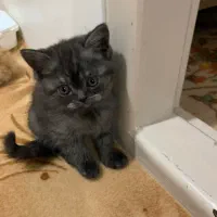 گربه سه ماه نر