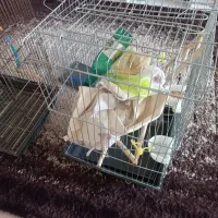 فروش قفسه پرنده|لوازم جانبی حیوانات|دره شهر, |دیوار