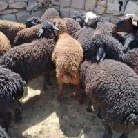 بره ماده