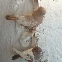 کفتر سینه زرد