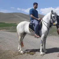 فروش اسب|اسب و تجهیزات اسبسواری|کنگاور, |دیوار