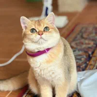 بریتیش شرت هیر گلد