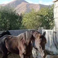 مادیون سیاه هفت دنگ