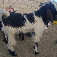 کهره نر چاق