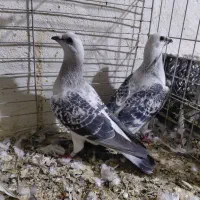 کبوتر|پرنده|زارچ, |دیوار