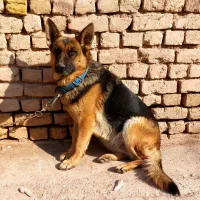 سگ ژرمن ماده|سگ|دشتابی, |دیوار