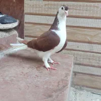 کبوتر یجفت ساده