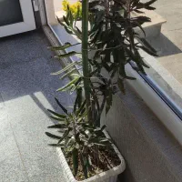 راهنمایی دستفروشی