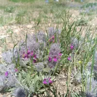 چای کوهی گل پشمینه توکلیجه