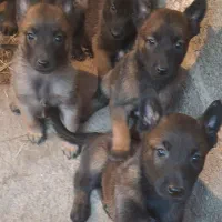 توله های مالینویز دو ماهه سگ گارد مخصوص نگهبانی