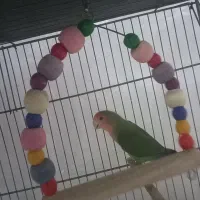 طوطی برزیلی|پرنده|نظرآباد, مصطفی آباد|دیوار