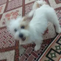 دو عدد سگ پا کوتا گم شد کسی پیدا کرد بگ|حیوانات|کشکوئیه, |دیوار