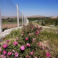 گل محمدی|خوردنی و آشامیدنی|باروق, |دیوار