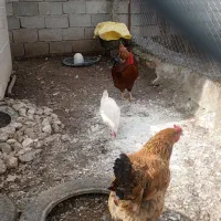 مرغ و خروس محلی