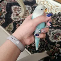 طوطی برزیلی ۵۰ روزه