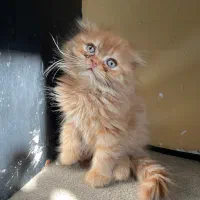 گربه اسکاتیش نارنجی