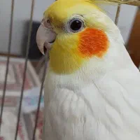 فروش جفت عروس هلندی سالم و اهلی همراه با قفس|پرنده|خسروشاه, |دیوار