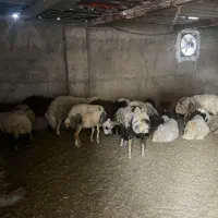 گوسفند دام زنده و خروس کل نقاط تهران مغان افشار|حیوانات مزرعه|تهران, سعادت‌آباد|دیوار