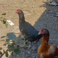 مرغ لاری مشکی تخم گذار