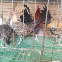 تخم نطفه دار براکل|حیوانات مزرعه|اصفهان, جاوان|دیوار