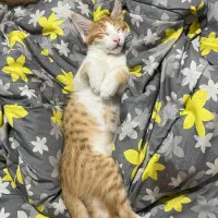 بچه گربه|گربه|فردوسیه, |دیوار