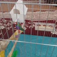 فنچ گلدین|پرنده|اردبیل, |دیوار