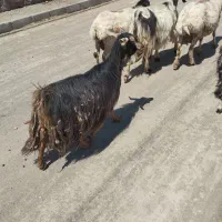 دوتا بز جوان فروشی