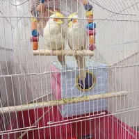 دو عدد عروس هلندی چیکو میشا|پرنده|مشگین شهر, |دیوار