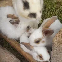 خرگوش