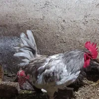 تعدادی مرغ و خروس به قیمت مناسب و ارزان