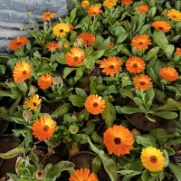 گل و گیاه ( فروش فوری ویژه فصل)|گل و گیاه طبیعی|مشهد, کوثر|دیوار