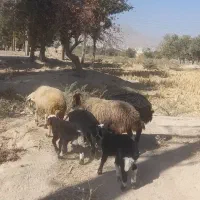 سه میش و سه بره