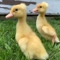 جوجه مرغ خروس اردک غاز ... به صورت سراکطی|حیوانات مزرعه|رشت, بازار|دیوار