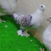 کبوتر بلژیکی|پرنده|بومهن, |دیوار
