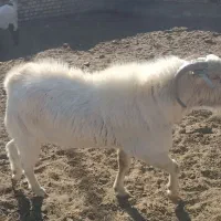 چپش نژاد بوئر