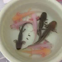 ماهی گوشتخوار|ماهی|الوند, |دیوار