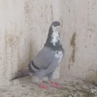 ریس سبز