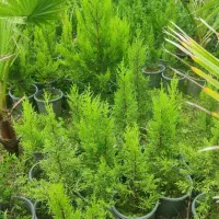 فروش پالم|گل و گیاه طبیعی|واجارگاه, |دیوار