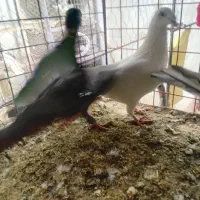 سه عدد ماده به ضمانت|پرنده|بجنورد, |دیوار