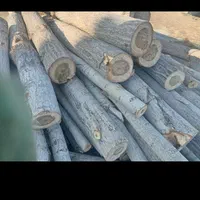 چوب سپیدار و تیر سقفی گردو و نوپان شما رو خریداریم|خدمات باغبانی و درختکاری|اسفراین, |دیوار