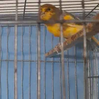 ماده ابلغ اماده سرحال|پرنده|اصفهان, سنجوانمره|دیوار