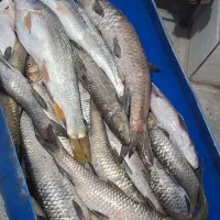 ماهی رودخانه