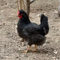 مرغ جوان نژاد روسی ، سالم و تخم گذار