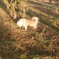 پاکوتاه نر برای نگهبانی