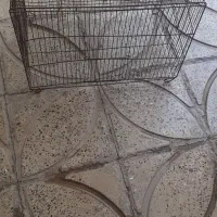 قفس پرنده سالم
